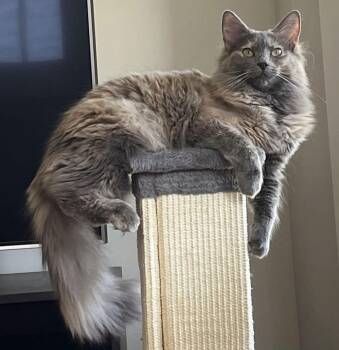 Tortoiseshell Cats Available for Adoption - CLEO | PetCurious