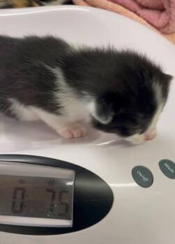 Bjorn -  Domestic Short Hair Cat for Adoption in Westfield, New York - Bjorn | PetCurious