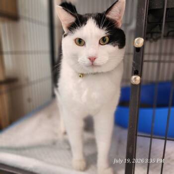 Bean -  Domestic Short Hair Cat for Adoption in Toms Brook, Virginia - Bean | PetCurious