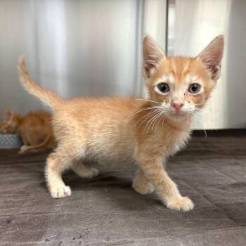 Moose -  Domestic Short Hair Cat for Adoption in Columbus, Georgia - Moose | PetCurious