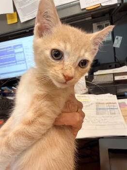 PEANUT BUTTER -  Domestic Short Hair Cat for Adoption in Martinez, California - PEANUT BUTTER | PetCurious