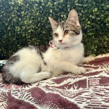 Domestic Short Hair Cats Available for Adoption - Frito | PetCurious