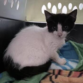 Beanie -  Domestic Short Hair Cat for Adoption in Fairport, New York - Beanie | PetCurious