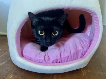 Sapphire -  Bombay and Domestic Short Hair Cat for Adoption in Mission Viejo, California - Sapphire | PetCurious