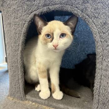 Barbie -  Snowshoe Cat for Adoption in Grantsville, Utah - Barbie | PetCurious