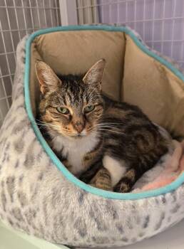 Ciara -  Domestic Short Hair Cat for Adoption in Vancouver, Washington - Ciara | PetCurious