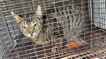 Domestic Short Hair Cats Available for Adoption in Houston, Texas - A654491 | PetCurious