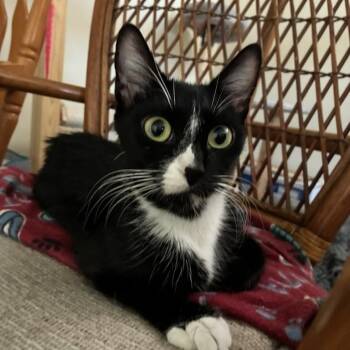 Tuxedo Cats Available for Adoption in Farmington, Minnesota - Cleopatra | PetCurious