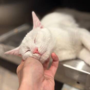 Coconut -  Domestic Short Hair Cat for Adoption in Cumming, Georgia - Coconut | PetCurious