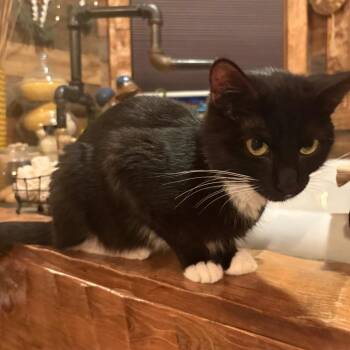 Sioux -  Domestic Short Hair Cat for Adoption in Canton, Illinois - Sioux | PetCurious