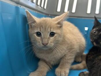 Domestic Short Hair Cats Available for Adoption in Ocala, Florida - SONNY | PetCurious