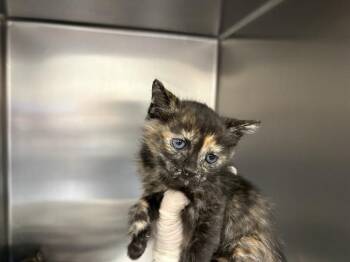THELMA -  Domestic Short Hair Cat for Adoption in Thousand Palms, California - THELMA | PetCurious