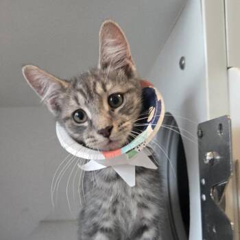 Cosmic Crisp -  Domestic Short Hair Cat for Adoption in Dearborn, Michigan - Cosmic Crisp | PetCurious