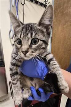 PRINCESS CRUMB -  Domestic Short Hair Cat for Adoption in Fremont, California - PRINCESS CRUMB | PetCurious