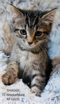 Shaggy -  Domestic Short Hair Cat for Adoption - Shaggy | PetCurious