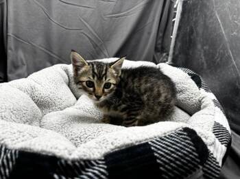 A121386 -  Domestic Short Hair Cat for Adoption in Grovetown, Georgia - A121386 | PetCurious
