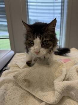 Wiggle -  Domestic Long Hair and Domestic Short Hair Cat for Adoption in Lafayette, Indiana - Wiggle | PetCurious