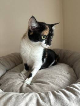 Popsicle -  Calico Cat for Adoption in Chicago, Illinois - Popsicle | PetCurious