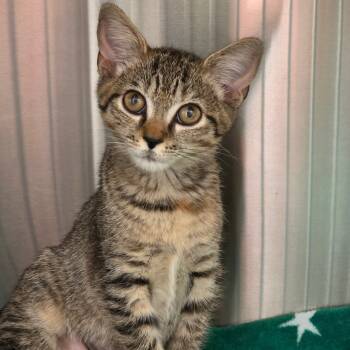 Rescue Domestic Short Hair Cats for Adoption in Newport News, Virginia - Cheetah | PetCurious