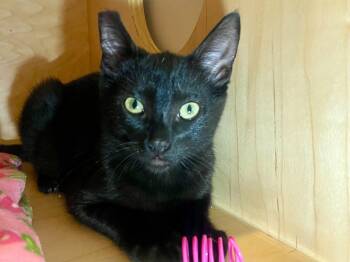Elvira -  Domestic Short Hair Cat for Adoption in Oakland, California - Elvira | PetCurious