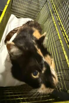 Domestic Short Hair Cats Available for Adoption in San Antonio, Texas - URSULA | PetCurious