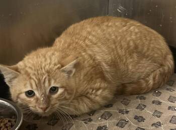Domestic Short Hair Cats Available for Adoption in Pryor, Oklahoma - Rocco | PetCurious