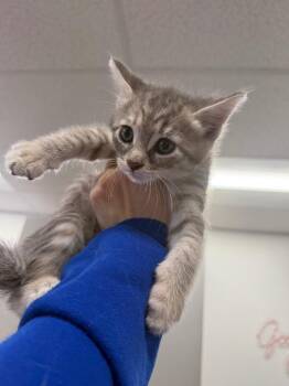 Applesauce -  Domestic Short Hair Cat for Adoption in Thousand Oaks, California - Applesauce | PetCurious