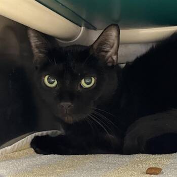 PRINCESS -  Domestic Short Hair Cat for Adoption in Las Vegas, Nevada - PRINCESS | PetCurious