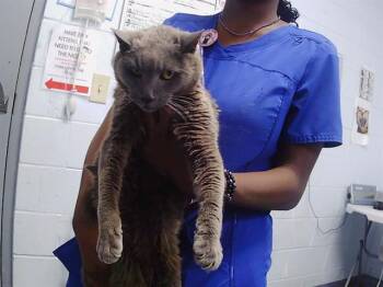 A1266319 -  Domestic Short Hair Cat for Adoption in Charlotte, North Carolina - A1266319 | PetCurious