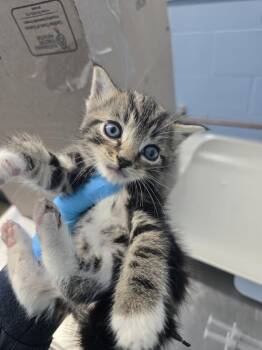 Pico -  Domestic Short Hair Cat for Adoption in Evansville, Indiana - Pico | PetCurious