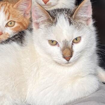 Domestic Short Hair Cats Available for Adoption - JACQUE | PetCurious