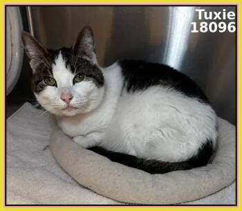 Domestic Short Hair Cats Available for Adoption - TUXIE | PetCurious