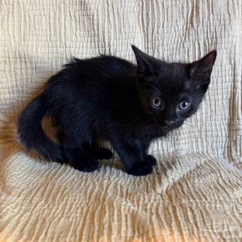 Domestic Short Hair Cats Available for Adoption in Belleville, Illinois - Teddy | PetCurious
