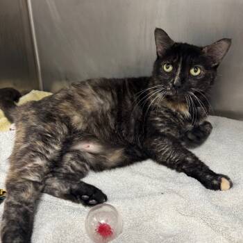 Rescue Domestic Short Hair Cats for Adoption in West Palm Beach, Florida - Tallulah | PetCurious