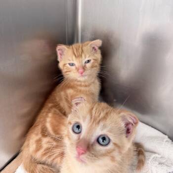 Domestic Short Hair Cats Available for Adoption in Auburn, Alabama - Alder | PetCurious