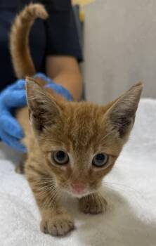 Jaguar -  Domestic Short Hair Cat for Adoption in Honolulu, Hawaii - Jaguar | PetCurious
