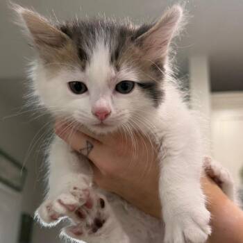 Raindrop -  Domestic Short Hair Cat for Adoption in Midland, Texas - Raindrop | PetCurious