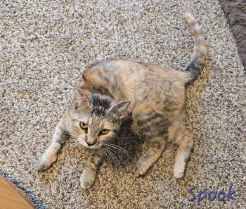 Domestic Short Hair Cats Available for Adoption - Spook | PetCurious