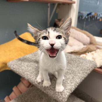 Brandon -  Domestic Short Hair Cat for Adoption in Fresno, California - Brandon | PetCurious