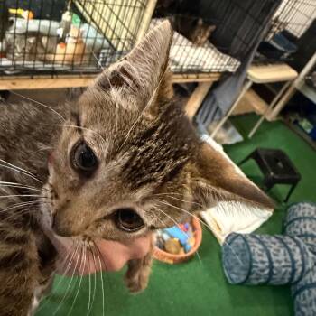 Laken -  Domestic Short Hair Cat for Adoption in Rochester, Minnesota - Laken | PetCurious
