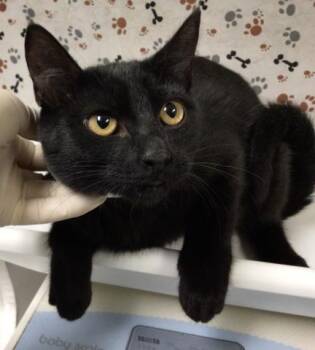 SABRINA -  Domestic Short Hair Cat for Adoption in Riverside, California - SABRINA | PetCurious
