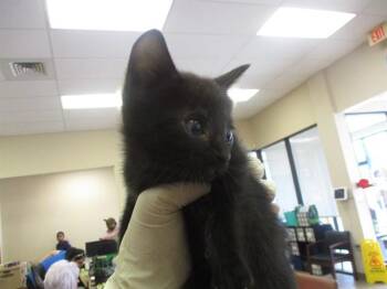 JUNIPER -  Domestic Short Hair Cat for Adoption in Ocala, Florida - JUNIPER | PetCurious