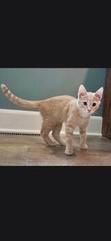 Remi -  Domestic Short Hair Cat for Adoption in Medford, Wisconsin - Remi | PetCurious