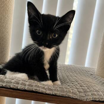 Pedal (green) -  Domestic Short Hair Cat for Adoption in Tustin, California - Pedal (green) | PetCurious