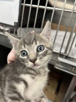 Hokey -  Domestic Short Hair Cat for Adoption in West Chester, Pennsylvania - Hokey | PetCurious