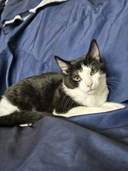 Rocket -  Domestic Short Hair Cat for Adoption in Boston, Kentucky - Rocket | PetCurious
