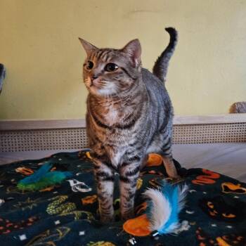 Maple -  Domestic Short Hair Cat for Adoption in Long Beach, California - Maple | PetCurious