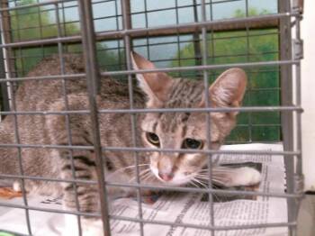 FRANNY -  Domestic Short Hair Cat for Adoption in Houston, Texas - FRANNY | PetCurious