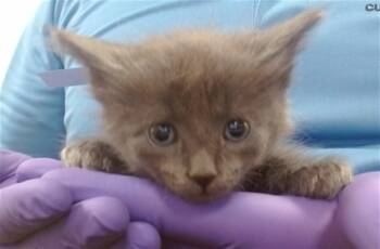 TUB -  Domestic Long Hair Cat for Adoption in Doral, Florida - TUB | PetCurious