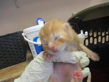 HONEYSUCKLE -  Domestic Short Hair Cat for Adoption in Ocala, Florida - HONEYSUCKLE | PetCurious